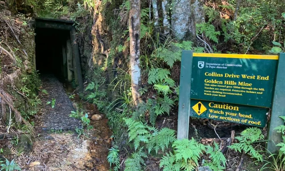 Hihi Grunter, Waikato