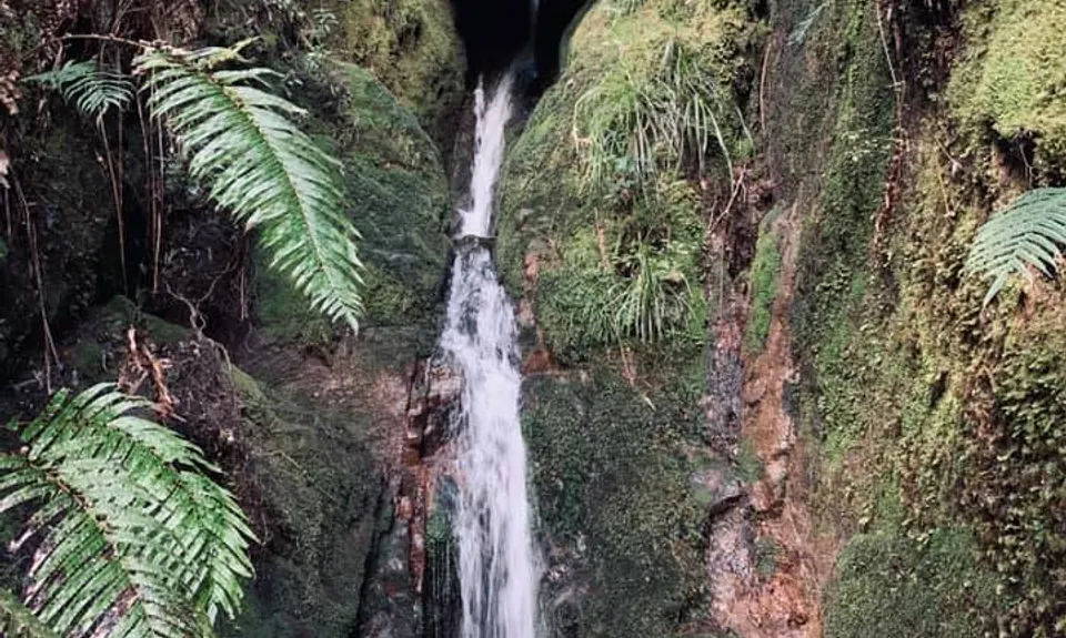 Hihi Grunter, Waikato