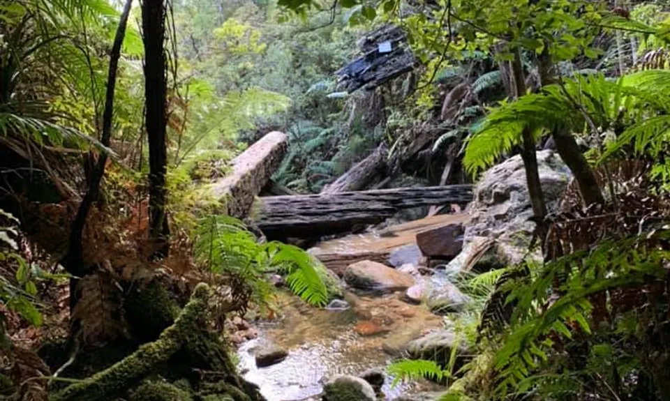 Hihi Grunter, Waikato