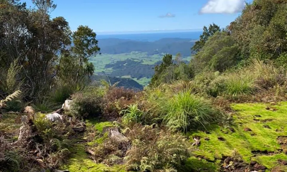 Hihi Grunter, Waikato