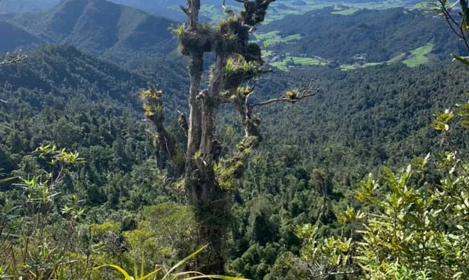Hihi Grunter, Waikato