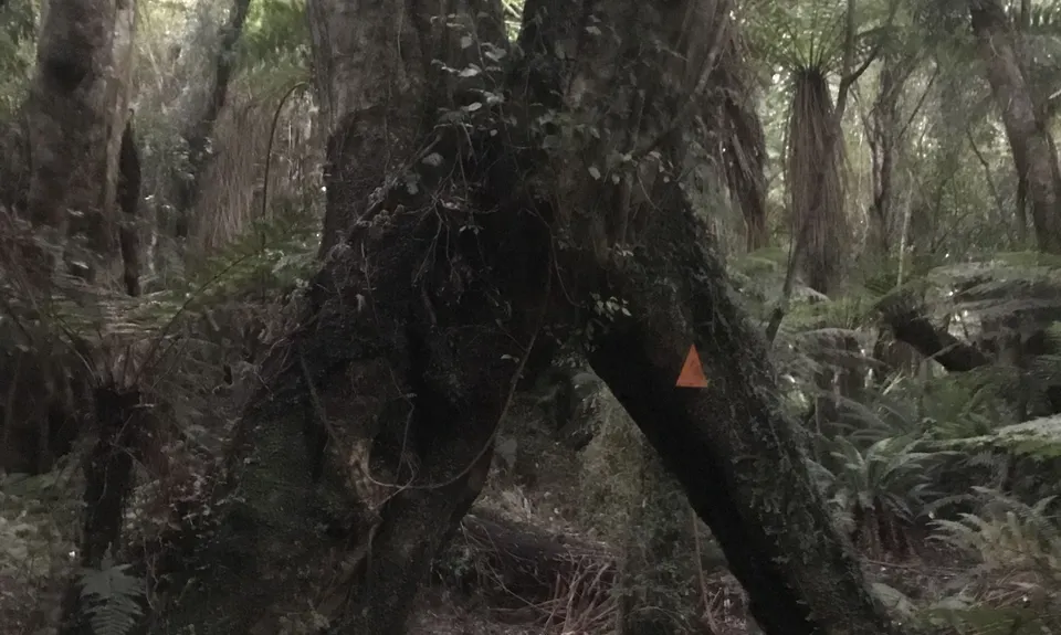 The Tautuku Tiptoe, Otago