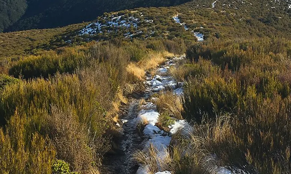Mt Thomas Grunt, Canterbury