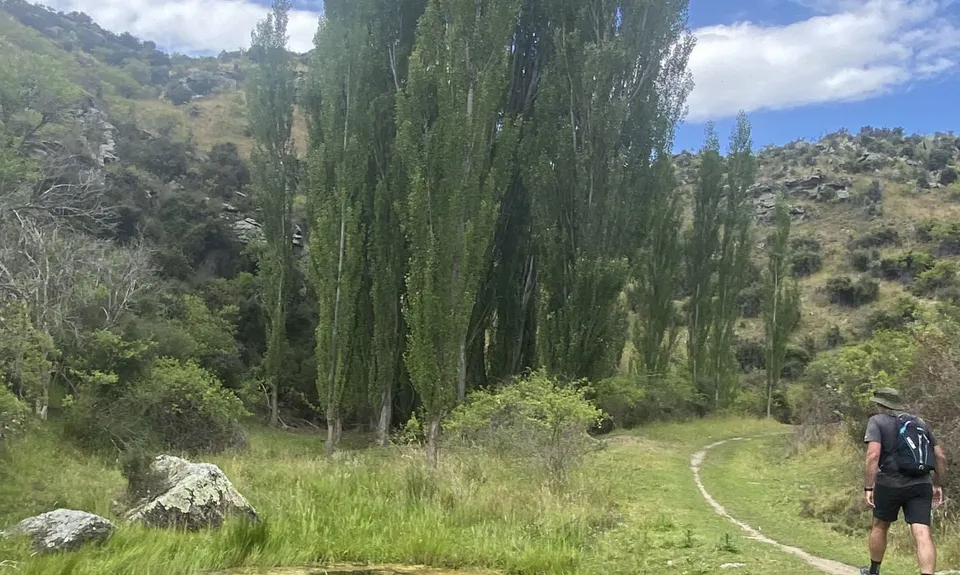 Shakey Loop, Otago