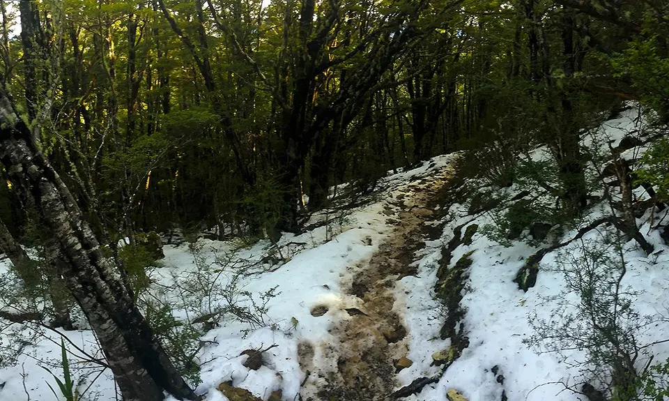 Mt Thomas Grunt, Canterbury