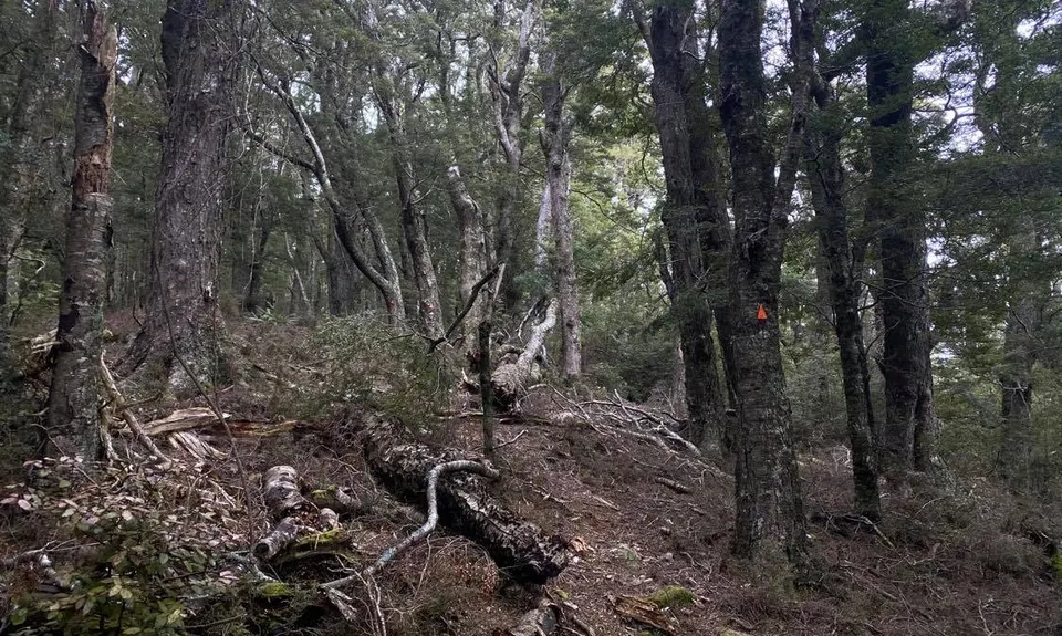 Black Gully - Blue Mountains, Otago