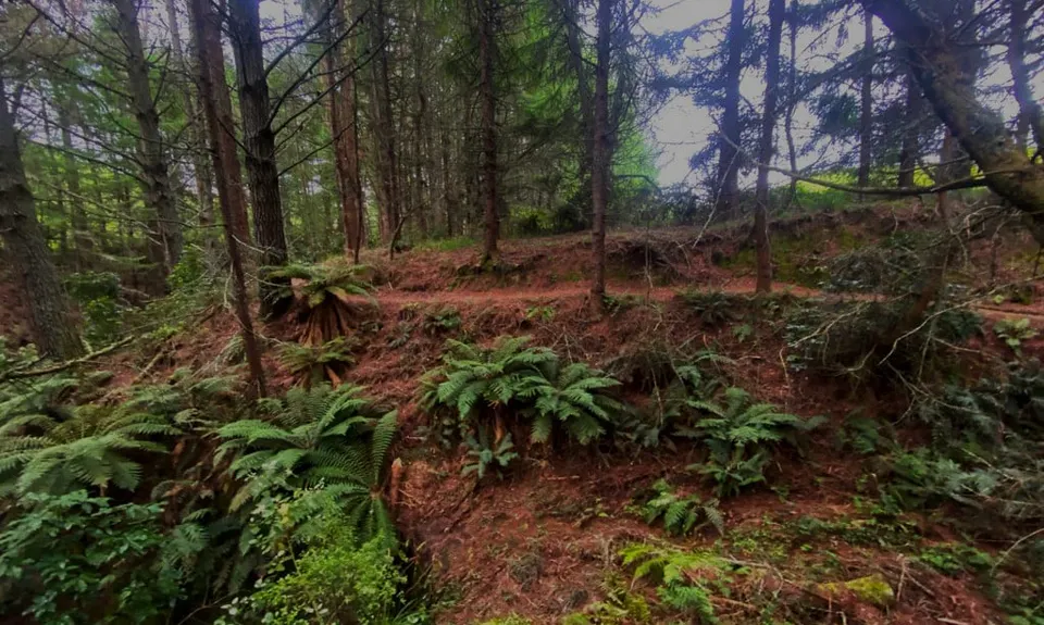 Great Lake Trail Loop, Waikato