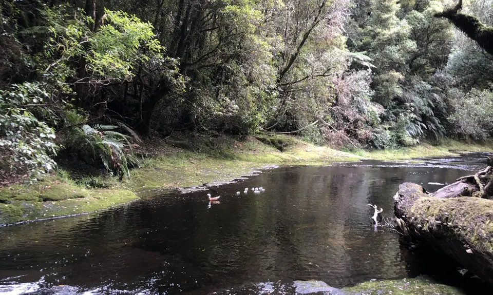 Mangorewa Loop Track , Bay of Plenty