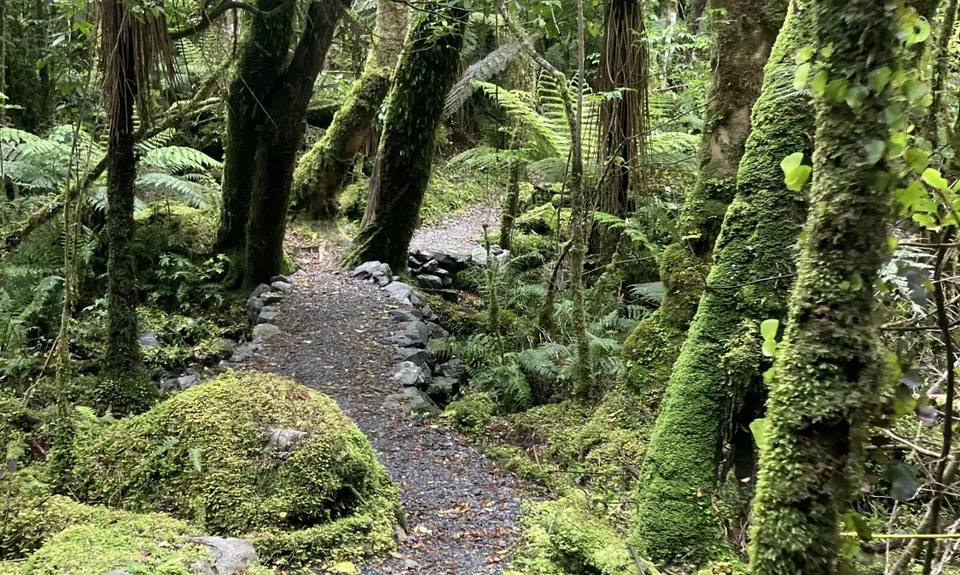 Southern Fox, West Coast
