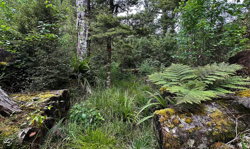 Duffy Creek Route, West Coast