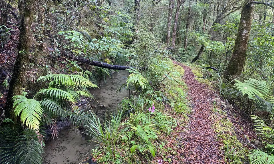 Six Mile - Matakitaki Walk, Murchison, Tasman