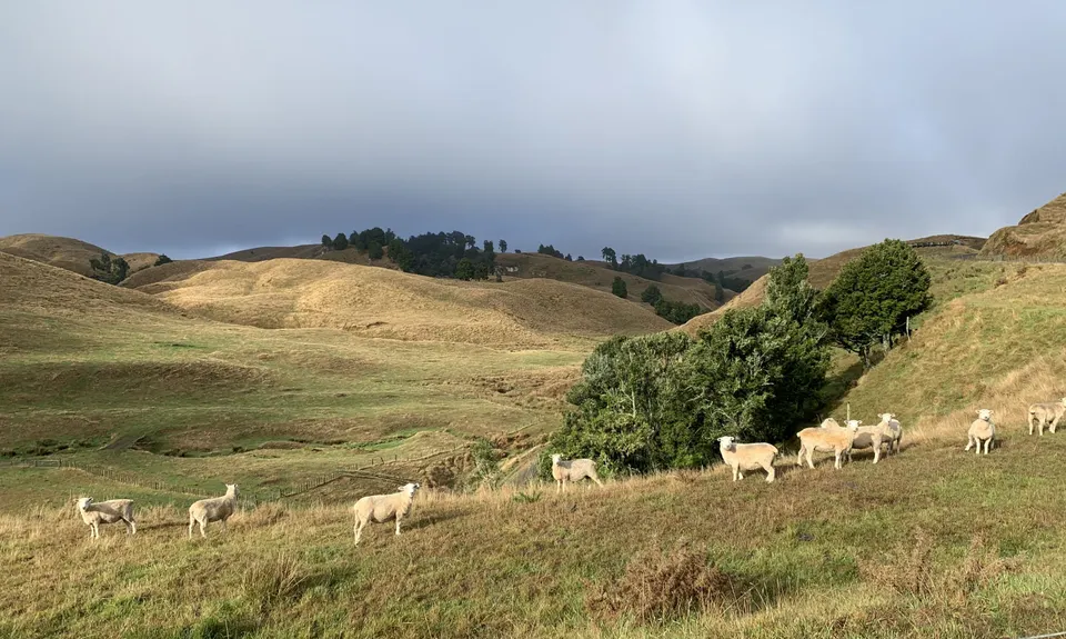 Pipiwharauroa Trail, Waikato