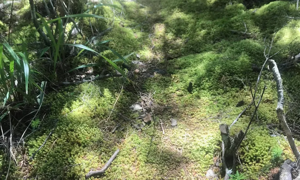 Ferry Landing to Hidden Bay, Waikato