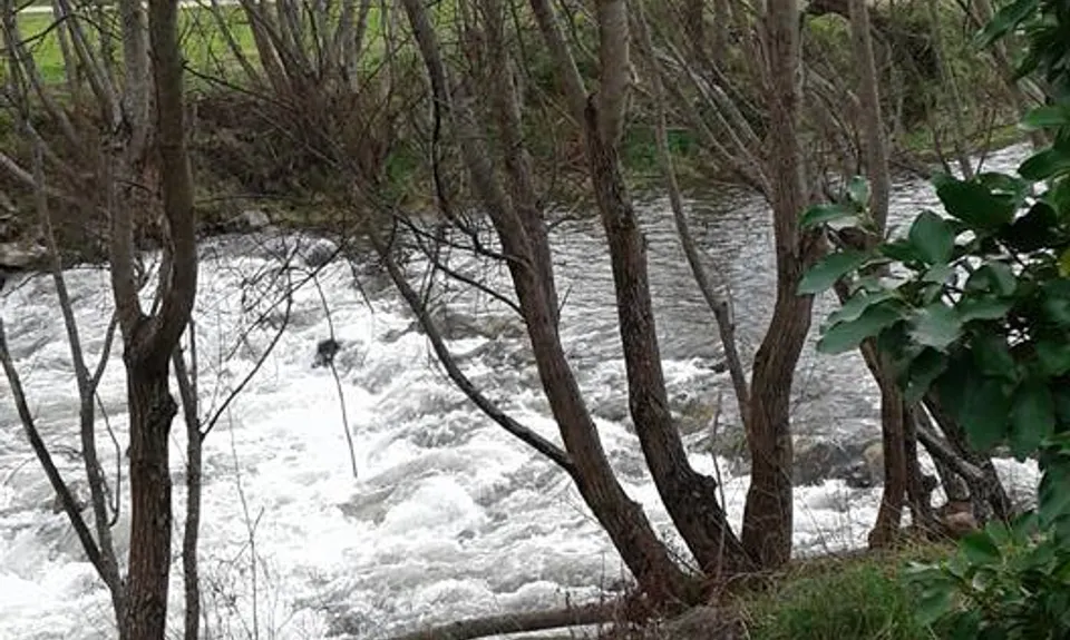 Waipoua River & Henley Lake Trail, Wellington