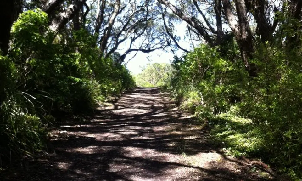 Rangitoto Romp, Auckland