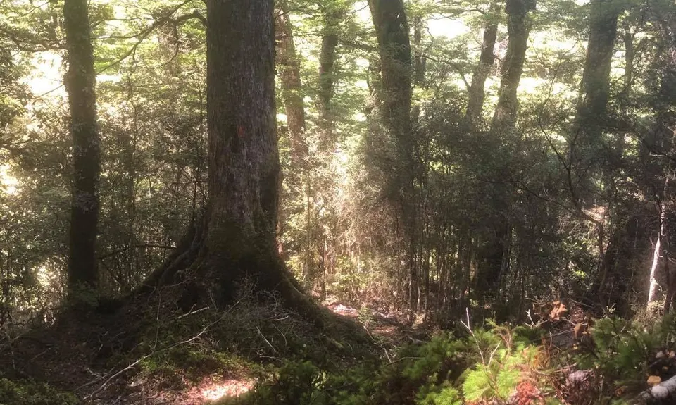 Kaimanawa Killer, Waikato