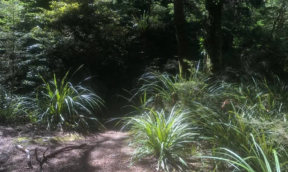 Kaimanawa Killer, Waikato