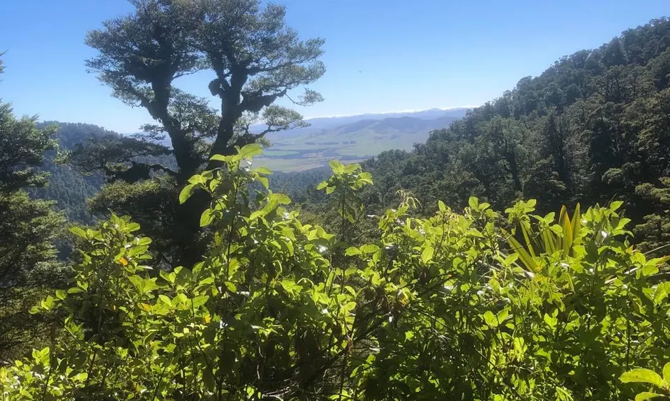 Kaimanawa Killer, Waikato