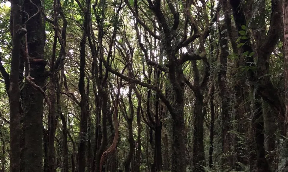 Mount Kaukau Loop, Wellington