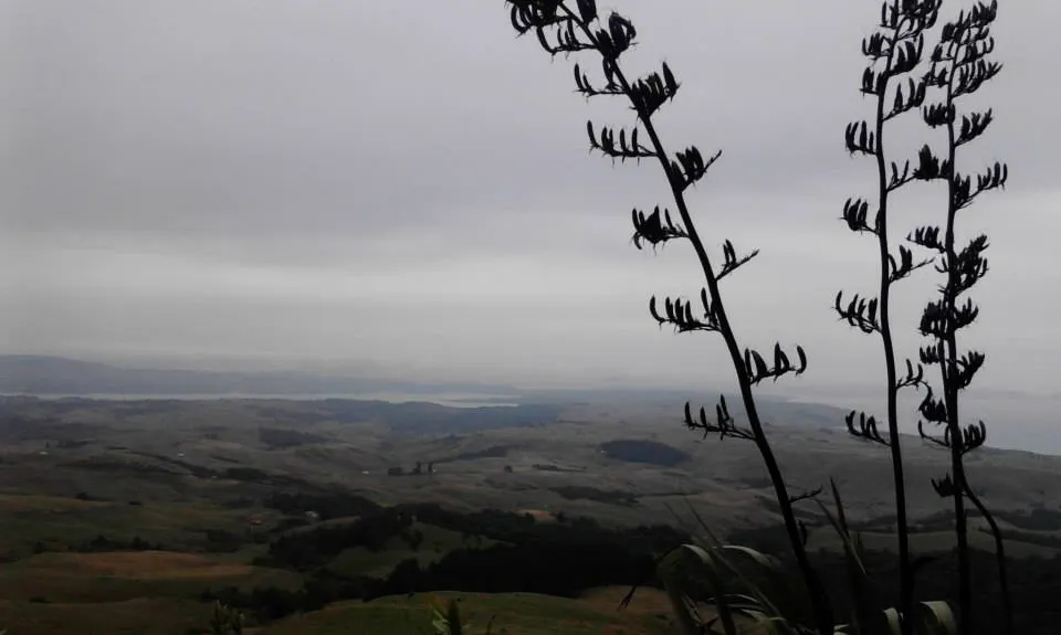 Wairake Track, Waikato