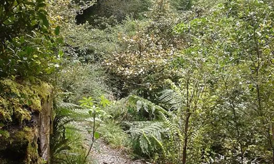 Jumbo - Holdsworth Circuit, Wellington
