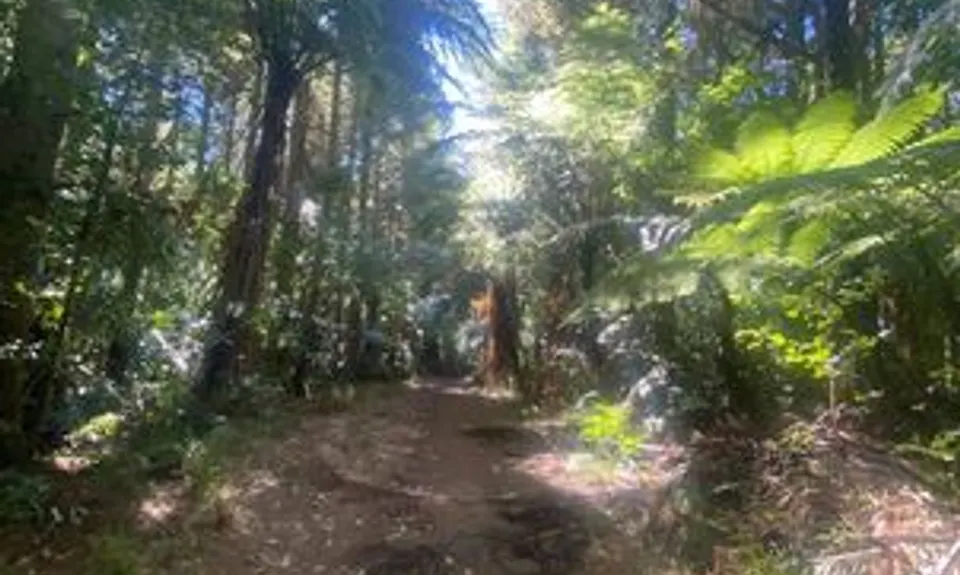 As You Do Loop, Bay of Plenty