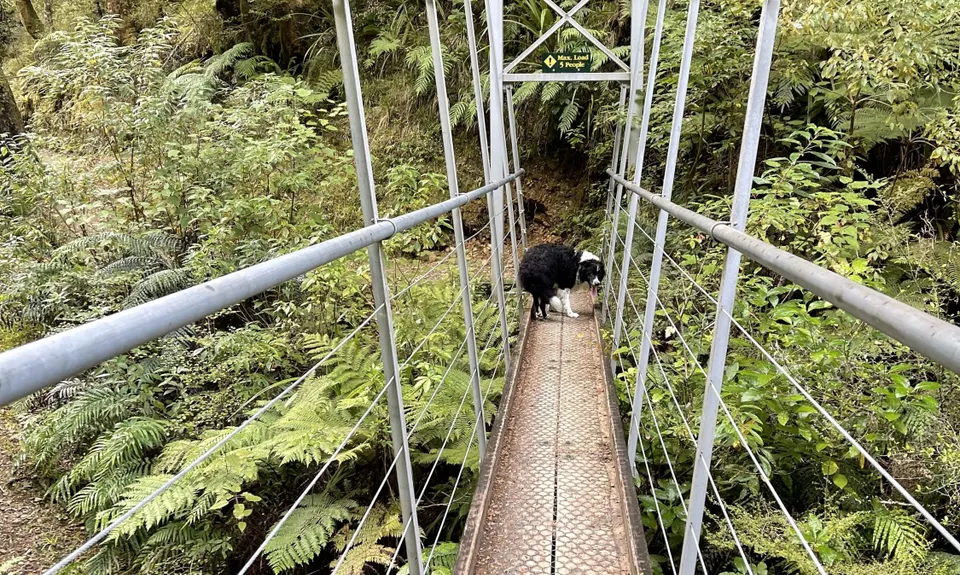 Murray Creek / Konini Track Loop, West Coast