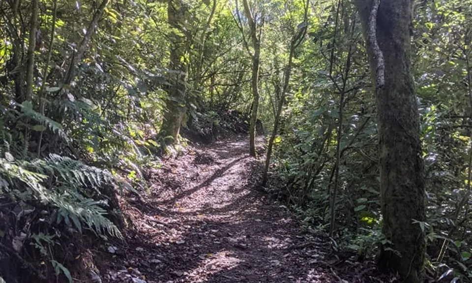 Great Lake Trail Loop, Waikato