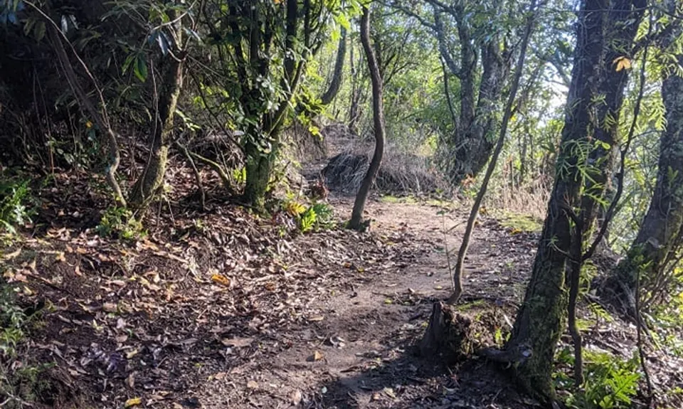 Great Lake Trail Loop, Waikato