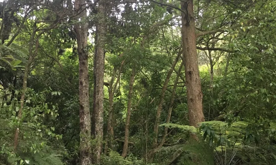 Puke Ariki (Point View Reserve), Auckland
