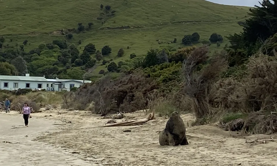 Sandhills, Cannibals & Sea-Lions, Otago