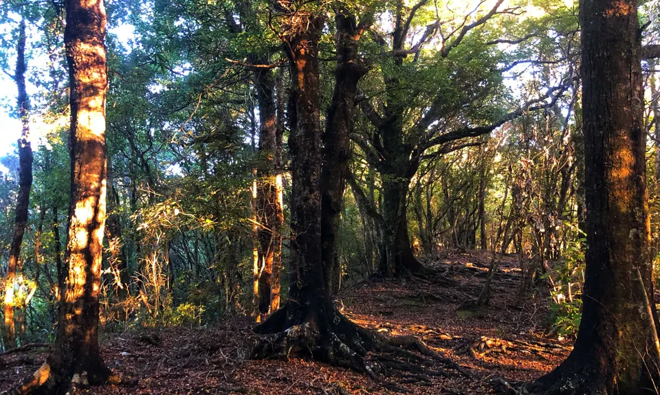 Mt Lowry, Wellington