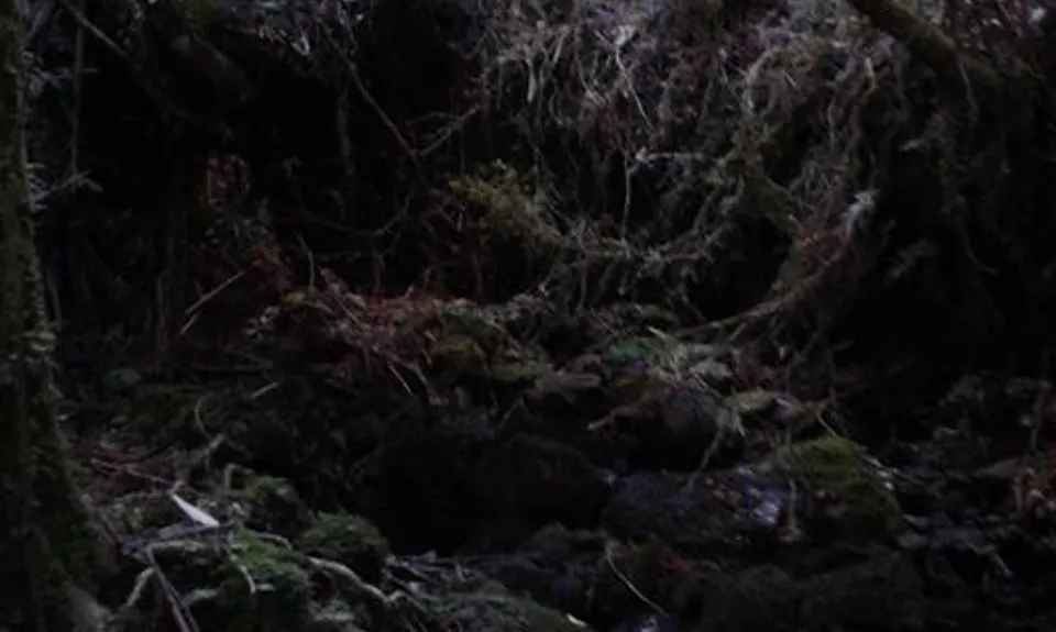 Tramline track, Wellington