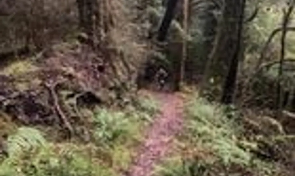 Painkiller Devil's Tail loop, West Coast