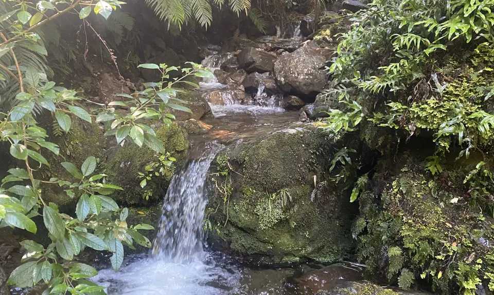 Holdsworth Lodge to Totara Flats Hut and return, Wellington