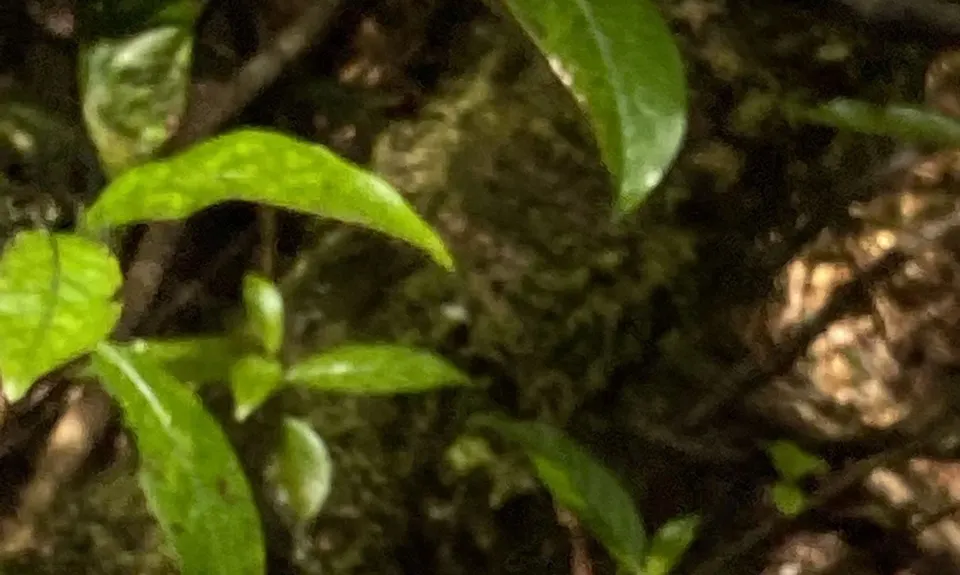 Otainewainuku - Whataroa Falls, Bay of Plenty