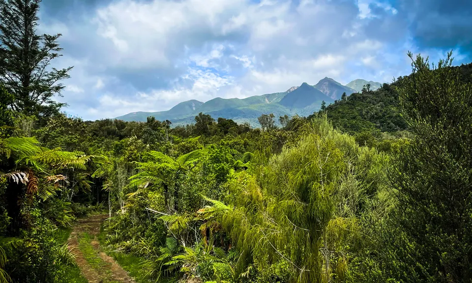 Rain Forest Romp at Pukeiti, Taranaki