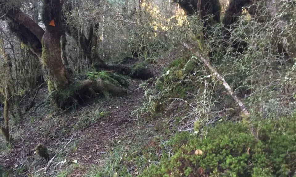 Horopito Schmito, Manawatu - Wanganui