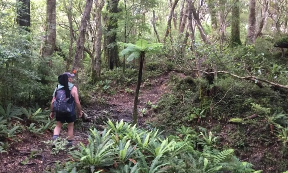 Holdsworth Lodge to Totara Flats Hut and return, Wellington