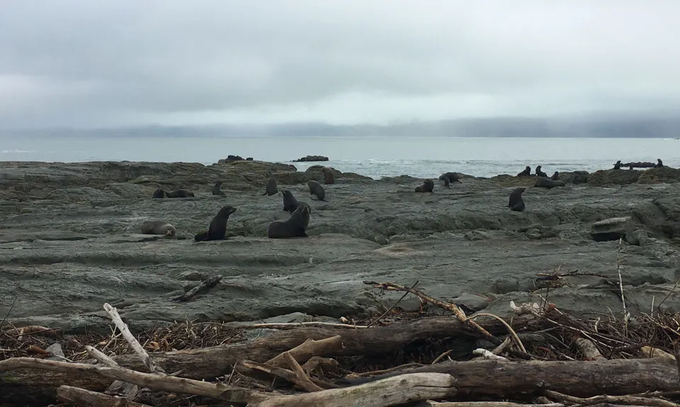 Kaikoura Cracker, Canterbury