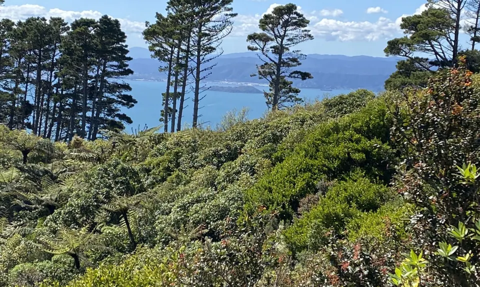 Seeking Sanctuary, Wellington