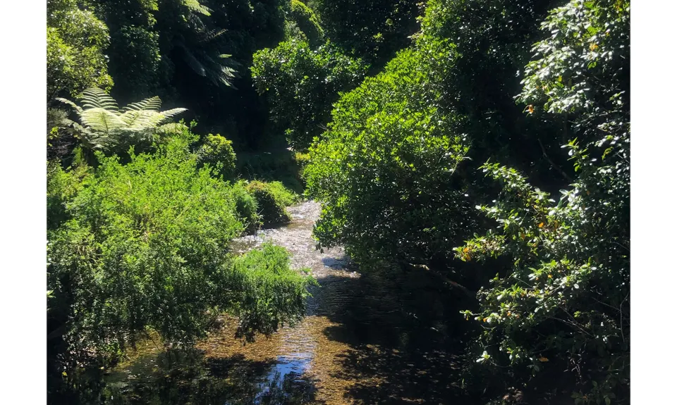Linking the Reserves, Wellington