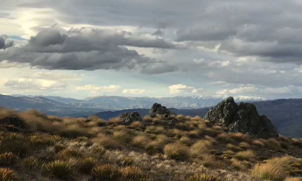 Young Australian, Otago