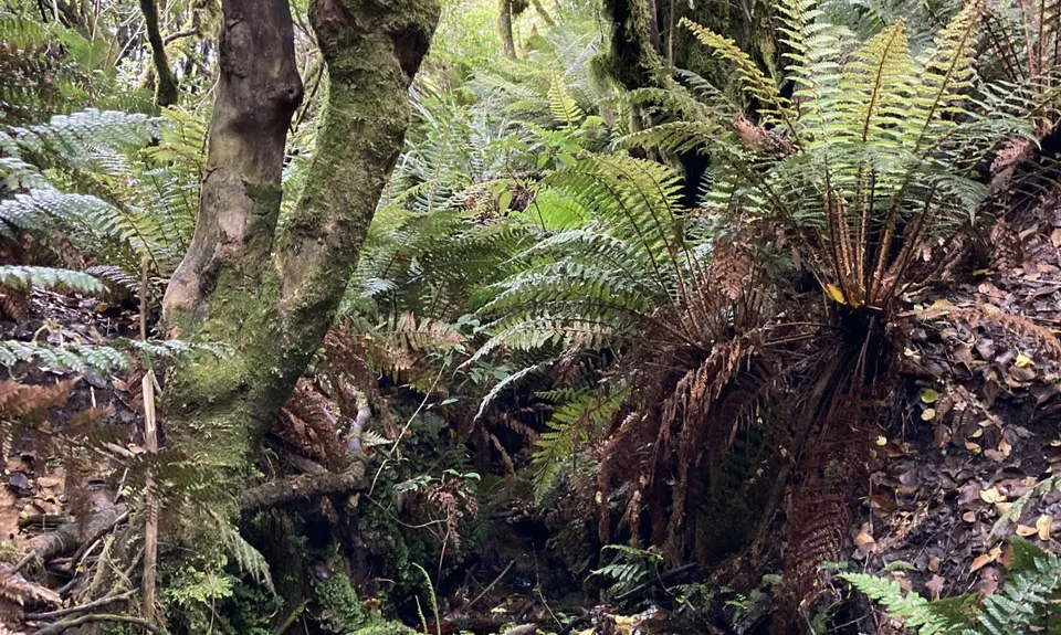 Tauhara Grunt, Waikato