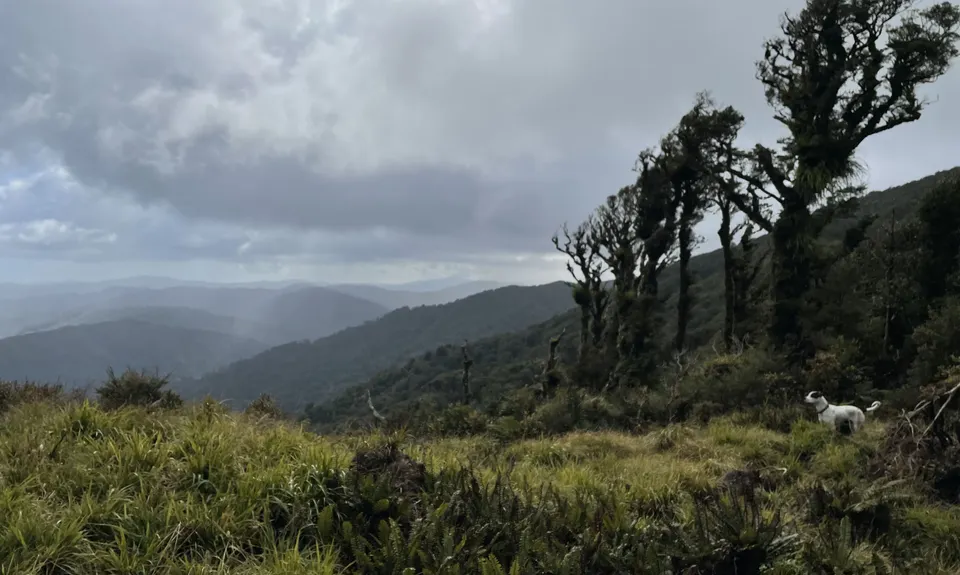 East Whakanui loop, Wellington
