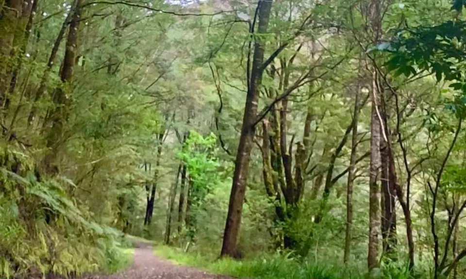 Murray Creek / Konini Track Loop, West Coast