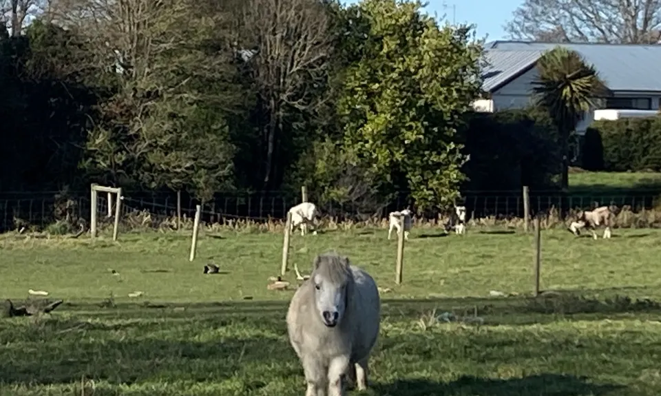 Flat out in Temuka - River Loop, Canterbury