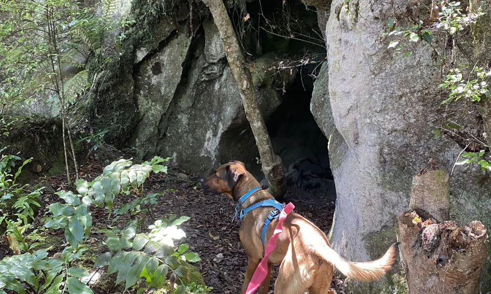 Rangatira Ramble, Waikato