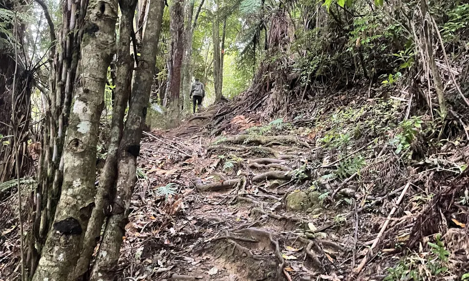 Ernie's loop, Auckland