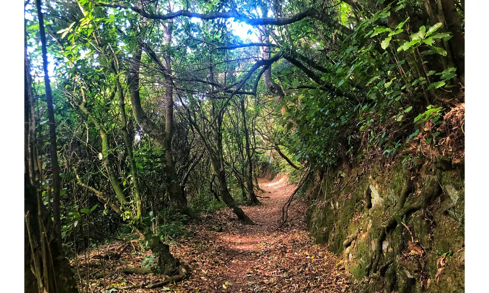 Linking the Reserves, Wellington